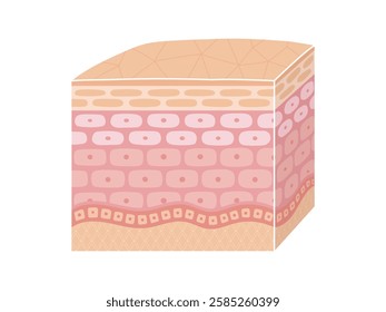 Image of a three-dimensional cross-section of skin