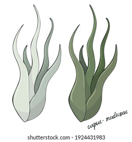 Image of Tillandsia Air Plant, hand drawn. Floristic vector illustration isolated on white background.