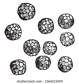 Uma imagem de Tilletia. Esta imagem mostra um aumento de esporos, vintage desenho de linha ou gravura ilustração.