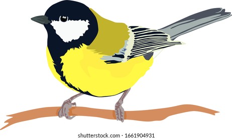 image of a tit bird with bright plumage, which sits on a branch.stock isolated illustration on white background for printing on postcards,websites,shop advertising in cartoon style.