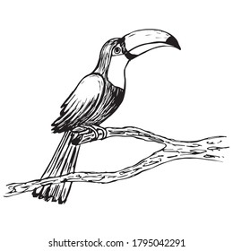 Image of the Toucan vector. Illustration. Hand-drawn. Sketching.