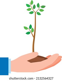 Image of tree planting and ecology