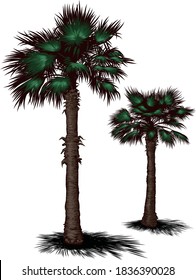 Image of a tropical beach resort with palm trees