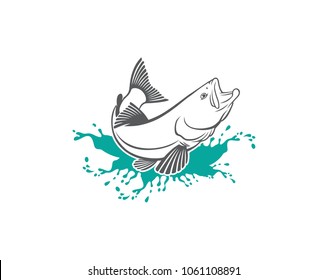 image trout  fish
