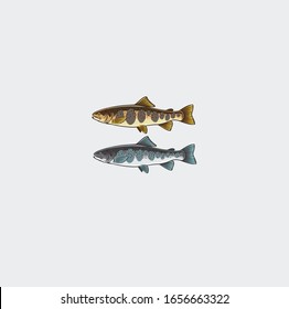 Image trout. Marieties of salmon
