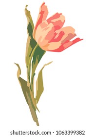 An image of a tulip in color. Vector