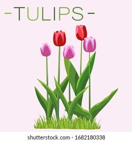 Image of tulips in light pink and red. Made in a flat style. Fully depicted with a stem and foliage, at the bottom there is grass, the inscription "Tulips" on top. Suitable for designing spring cards.