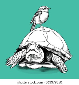 The image of the turtle and bird. Vector illustration.