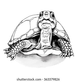 The image of the turtle. Vector illustration.