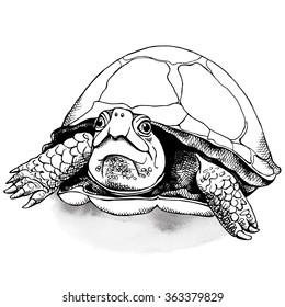 The image of the turtle. Vector illustration.