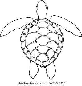 Image of a turtle. The view from the top. Black and white vektor illustration