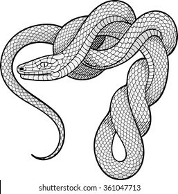 Image of twisted snake. Decorative element