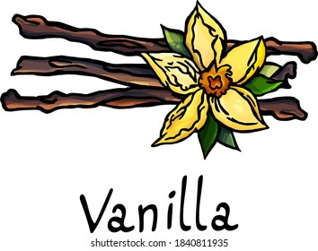 Image of vanilla, white background, cartoon style, isolated, vector vanilla, yellow flower, sticks, seasoning, aroma, sweetness, cooking, pastry shop, grocery store, garden, botany, petals, aroma, joy