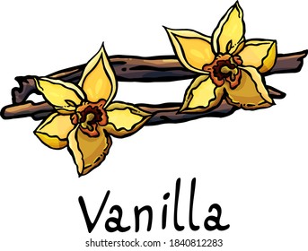 Image of vanilla, white background, cartoon style, isolated, vector vanilla, yellow flower, sticks, seasoning, aroma, sweetness, cooking, pastry shop, grocery store, garden, botany, petals, aroma, joy