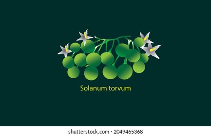 Image in vector format. Solanum torvum is the scientific name for Thai eggplant, a green variety. The background is a dark green. food concept in bright colors