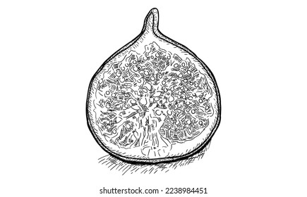 Image vector image. Hand drawn and sliced ​​fruit. Summer food engraved illustration style. Detailed vegetarian sketch. Great for labels, posters, print, menus
