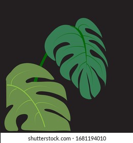 Image vector monstera leaves on black background.