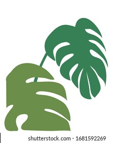 Image vector monstera leaves on white background.