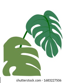 Imagen vectorial monstera hojas sobre fondo blanco.