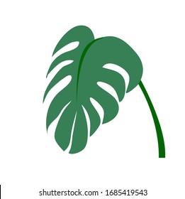 Image vector monstera leaves on white background.