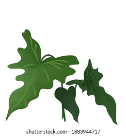 El vector de imagen de monstera se deja sobre fondo blanco.