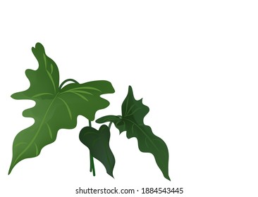 Image vector monstera leaves on white background.