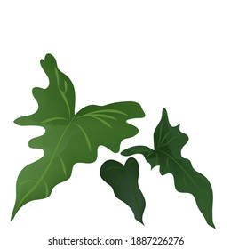 Image vector monstera leaves on white background.