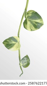 image vector object of a sprig of golden pothos leaves, isolated on a gray gradient color background