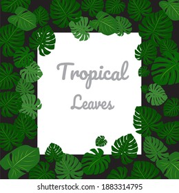 Image vector, Template of tropical Monstera Leaves on white background.