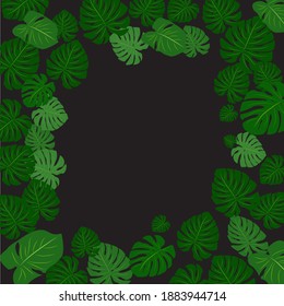 Image vector, Template of tropical Monstera Leaves on white background.