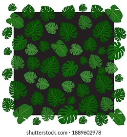 Bildvektor, Vorlage der tropischen Monstera Blätter auf weißem Hintergrund.