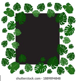 Image vector, Template of tropical Monstera Leaves on white background.