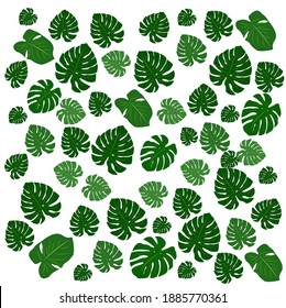 Image vector,Monstera leaves pattern background.
