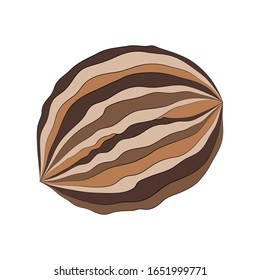 Image of a walnut on a white background. Isolated vector element for design.