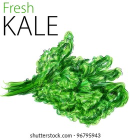 An Image Of A Watercolor Drawing Of Fresh Kale.