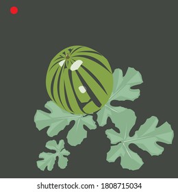 image of a watermelon on a bed with leaves