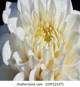 Image of white flower, Nature, Flower Portrait, White Daisy