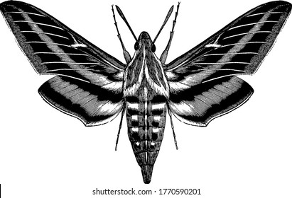 it is an image of white lined morning sphinx, shows a large mouth with white and black stripes, it shows displays the whole moth whereas the left wings are omitted as in original illustration,