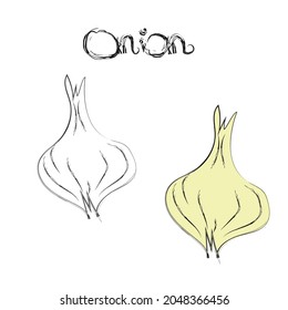 An image of a white onion with its name in colored and unpainted form for children's coloring book. Educational card. Vector illustration.