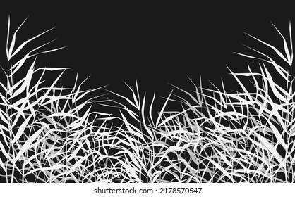 Image of a white  reed or bulrush on a black background.Isolated vector drawing.