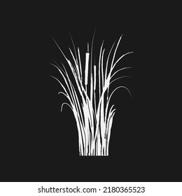 Image of a white reed or bulrush on a black background.Isolated vector drawing.