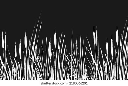 Image of a white  reed or bulrush on a black background.Isolated vector drawing.