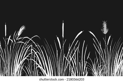 Image of a white  reed or bulrush on a black background.Isolated vector drawing.