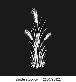 Image of a white reed or bulrush on a black background.Isolated vector drawing.