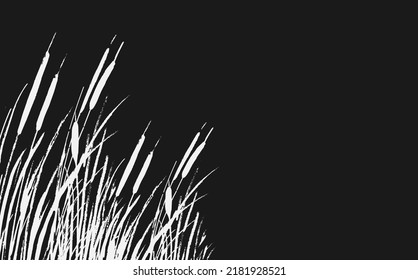 Image of a white  reed or bulrush on a black background.Isolated vector drawing.