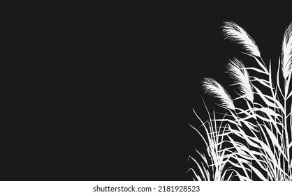 Image of a white  reed or bulrush on a black background.Isolated vector drawing.