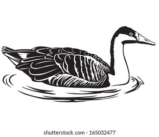 Image of a wild goose floating on water