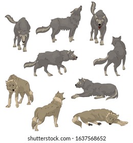 image of a wolf. front view, side, back. standing pose, lying down. grin, calm face.