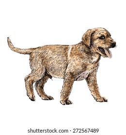 Image of yellow Labrador Retriever hand drawn vector