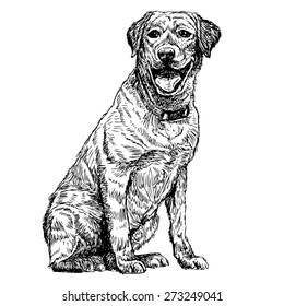 Image of yellow Labrador Retriever hand drawn vector